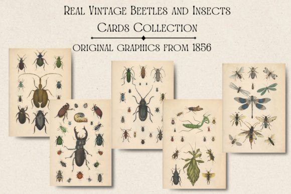 Real Vintage Beetles and Insects Cards: A Design Asset